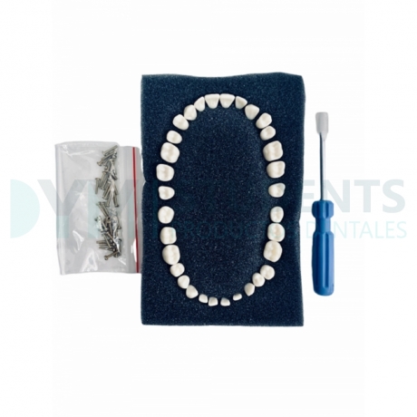 TEETHS ADULTS TYPE AG-3 FRASACO